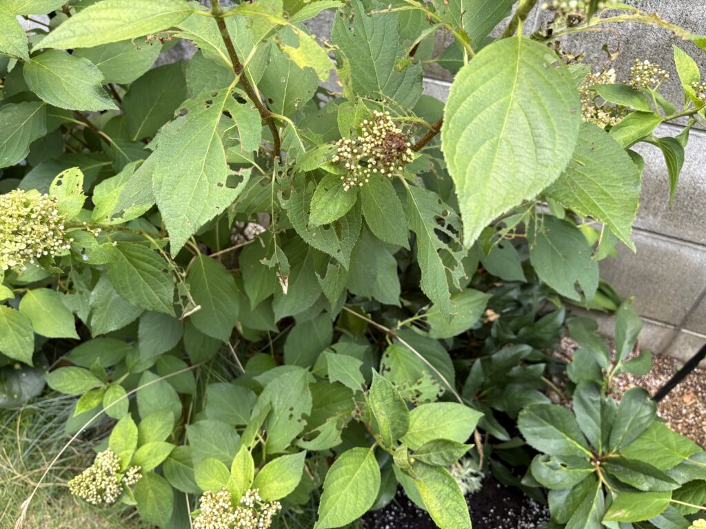カナブンによる虫食い被害